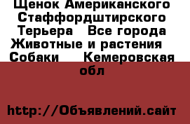 Щенок Американского Стаффордштирского Терьера - Все города Животные и растения » Собаки   . Кемеровская обл.